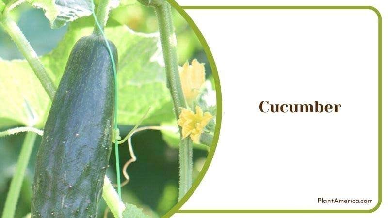 Cucumber PlantAmerica