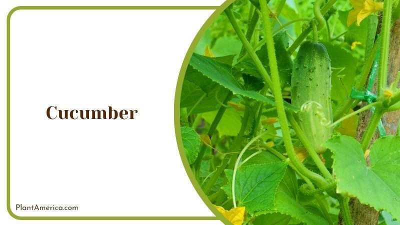 Cucumber Varieties for Gardens Plant America