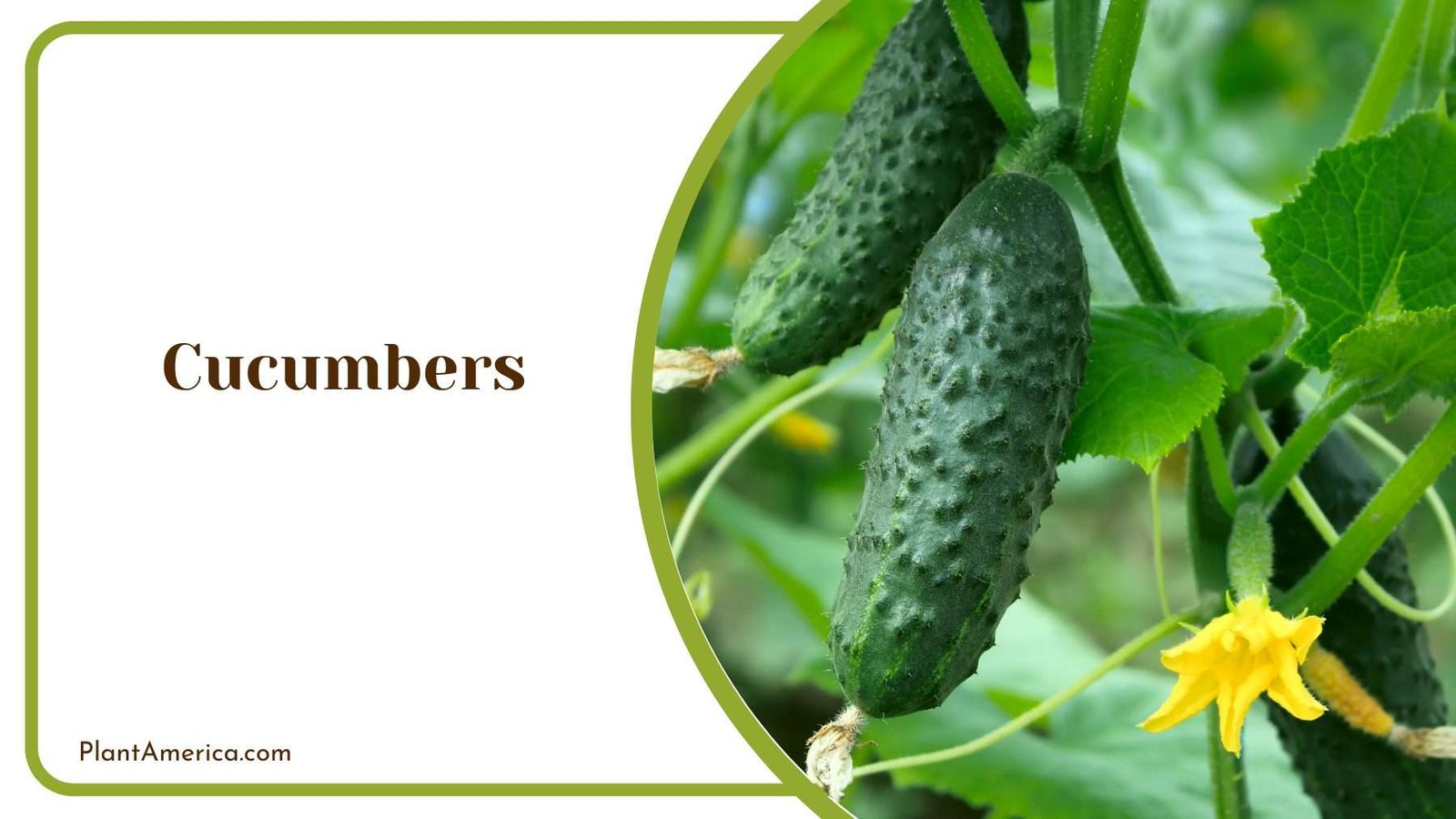 Cucumbers Plant in Garden Plant America Cucumbers Plant in Garden Plant America