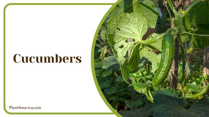 Cucumbers transfer disease to your raspberries Plant America