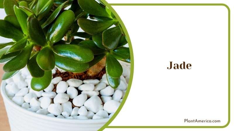 Cultivating Jade Plants in Pots Plant America