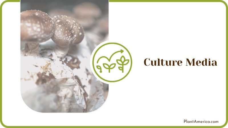 Cultivating Mushrooms on Culture Plant America Cultivating Mushrooms on Culture Plant America