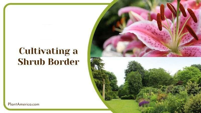 Cultivating a Shrub Border Plant America