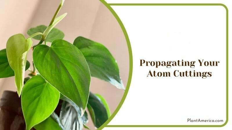 Cultivating more Philodendron Atom Plant America Cultivating more Philodendron Atom Plant America