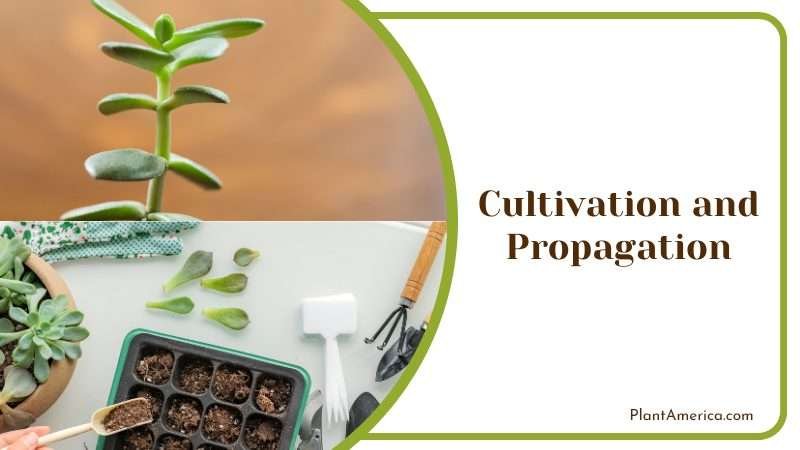 Cultivation and Propagation Plant America