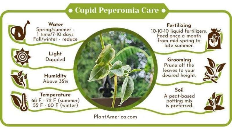Cupid Peperomia Care Infographic Plant America Cupid Peperomia: Caring for this Irresistible Trailing Beauty