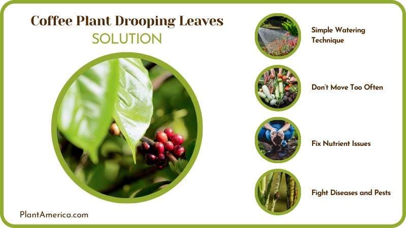 Cure Droopy Leaves on Coffee Plant America Cure Droopy Leaves on Coffee Plant America