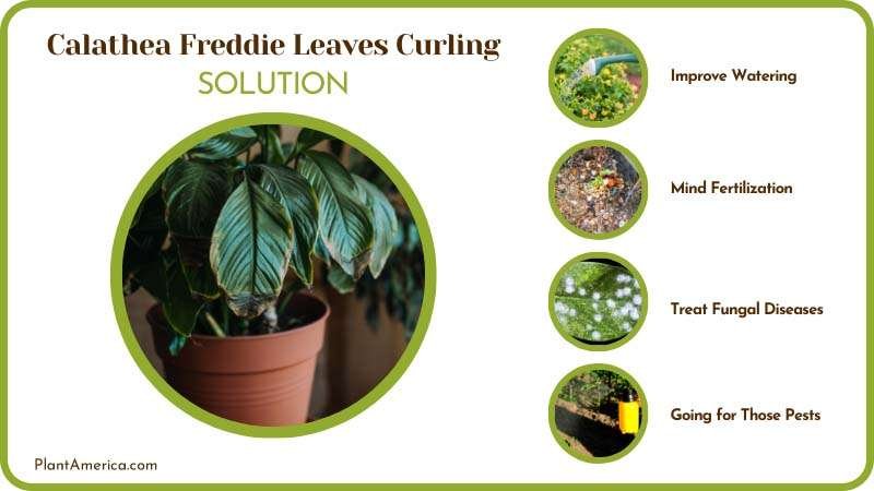 Content Images Problem/Solution Sujon Cure Leaf Curling on Ca
