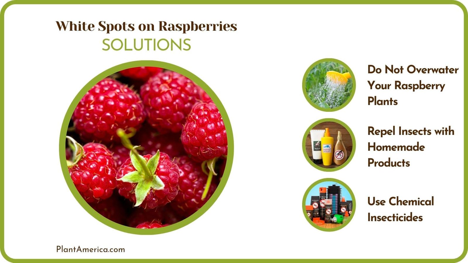 Cures Of Aphids on Raspberries Plant America