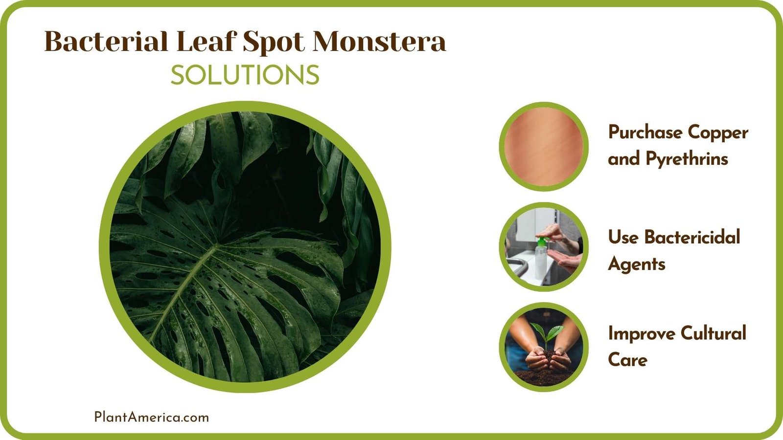 Cures Of Bacterial Leaf Spot Monstera Plant America Cures Of Bacterial Leaf Spot Monstera Plant America