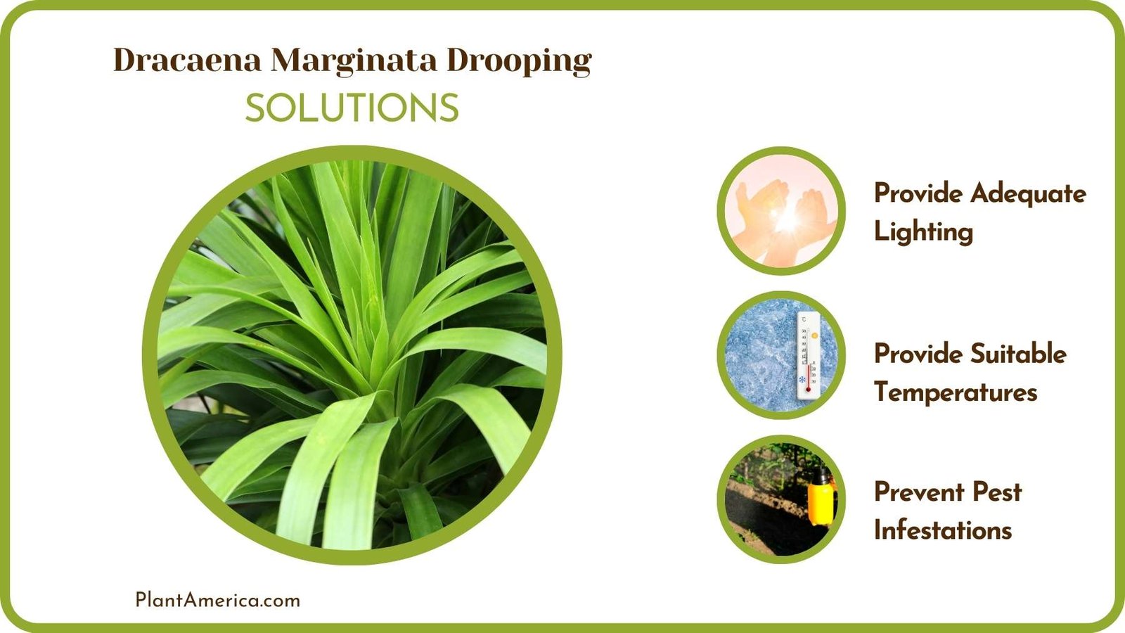 Cures Of Dracaena Marginata Drooping Plant America Cures Of Dracaena Marginata Drooping Plant America
