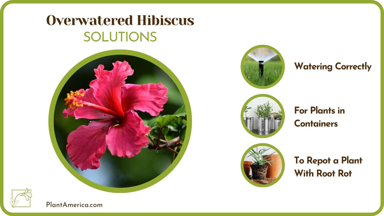 Cures Of Overwatered Hibiscus Plant America