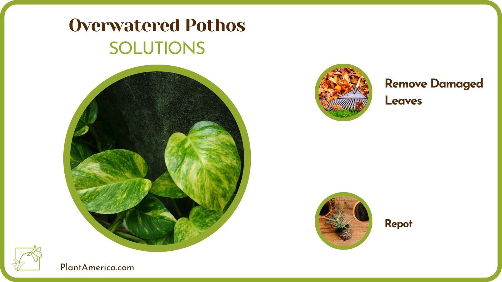 Cures Overwatered Pothos Plant America Cures Overwatered Pothos Plant America