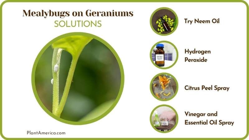 Cures of Mealybugs on Geraniums Plant America