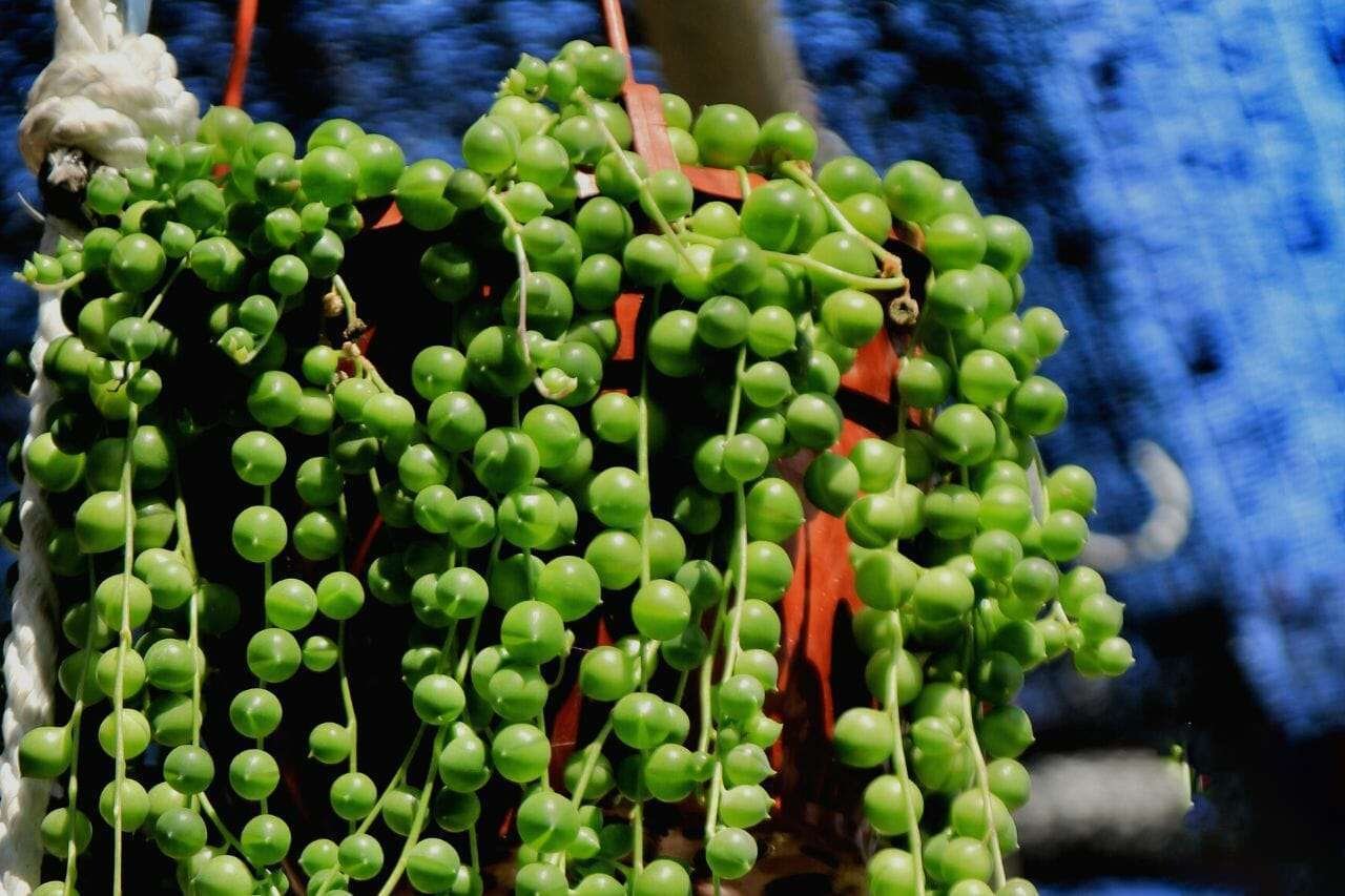 Curio Rowleyanus String Of Pearls Plant America