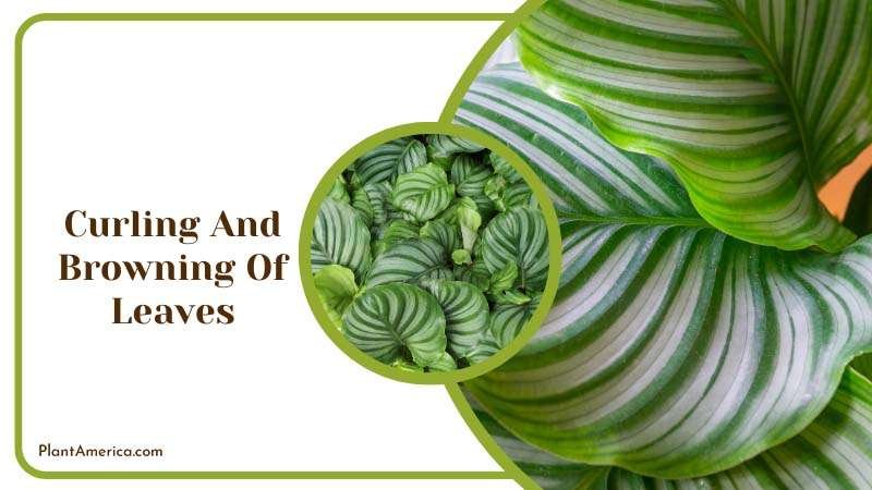 Curling And Browning Of Leaves ~ PlantAmerica Curling And Browning Of Leaves ~ PlantAmerica