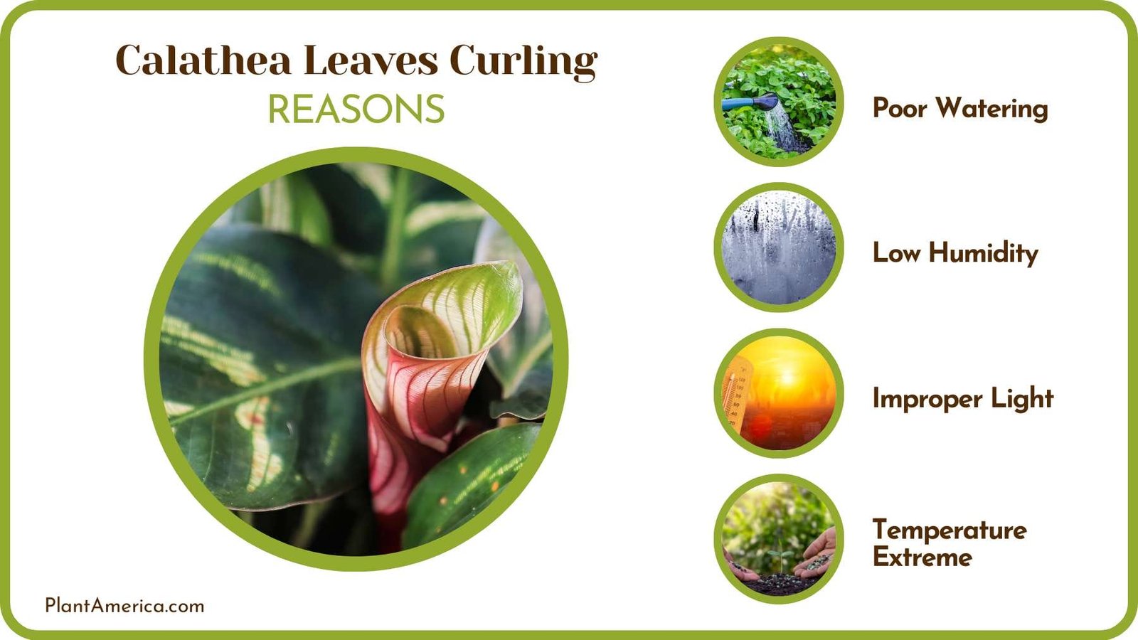 Curling Leaves of Calathea Plant America