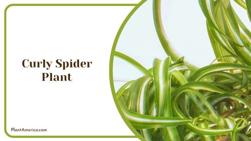 Curly Spider Plant PlantAmerica