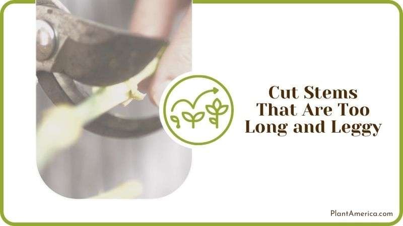 Cut Stems That Are Too Long and Leggy Plant America