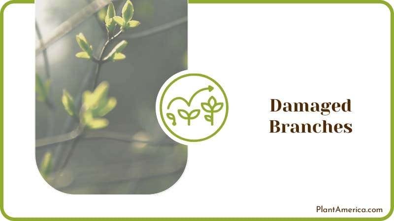 Cut the Damaged Branches PlantAmerica
