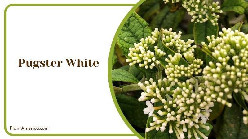 Cute Pugster White Butterfly Bush Plant America