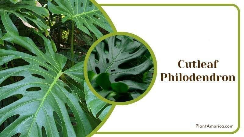 Cutleaf Philodendron Plant America
