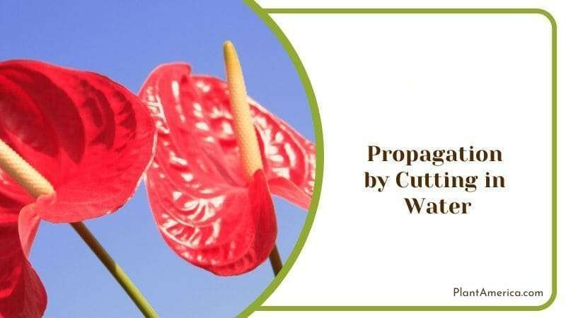 Cutting Anthurium Cutucuense in water ~ Plant America Cutting Anthurium Cutucuense in water ~ Plant America