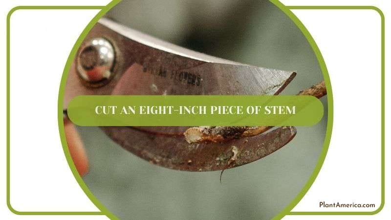 Cutting Eight Inch Piece of Rubber Stem Plant America