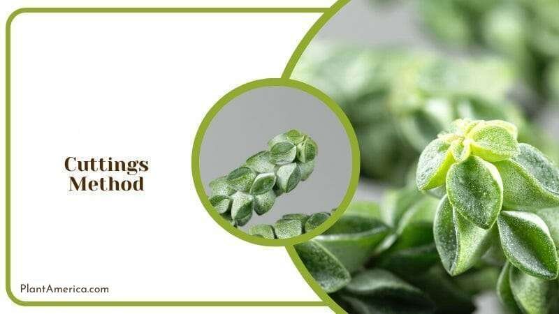 Cutting method to plant Peperomia Columella Plant America