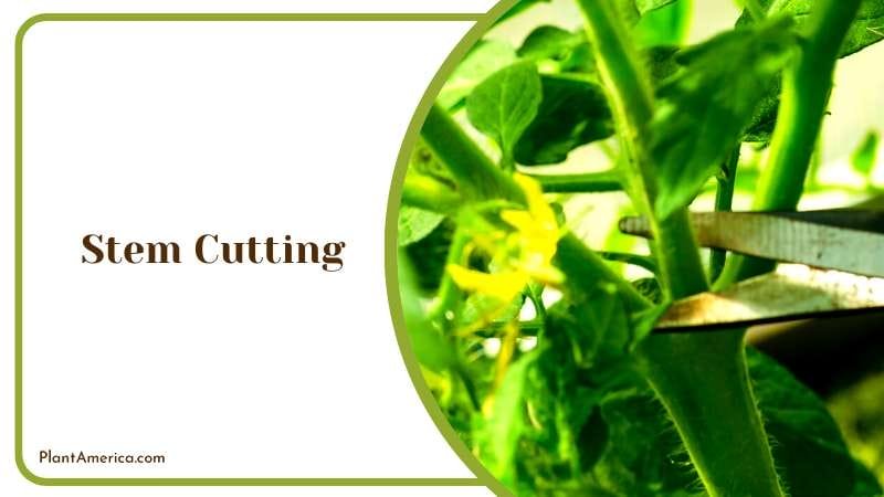 Cutting the Stem Help the Plant Plant America