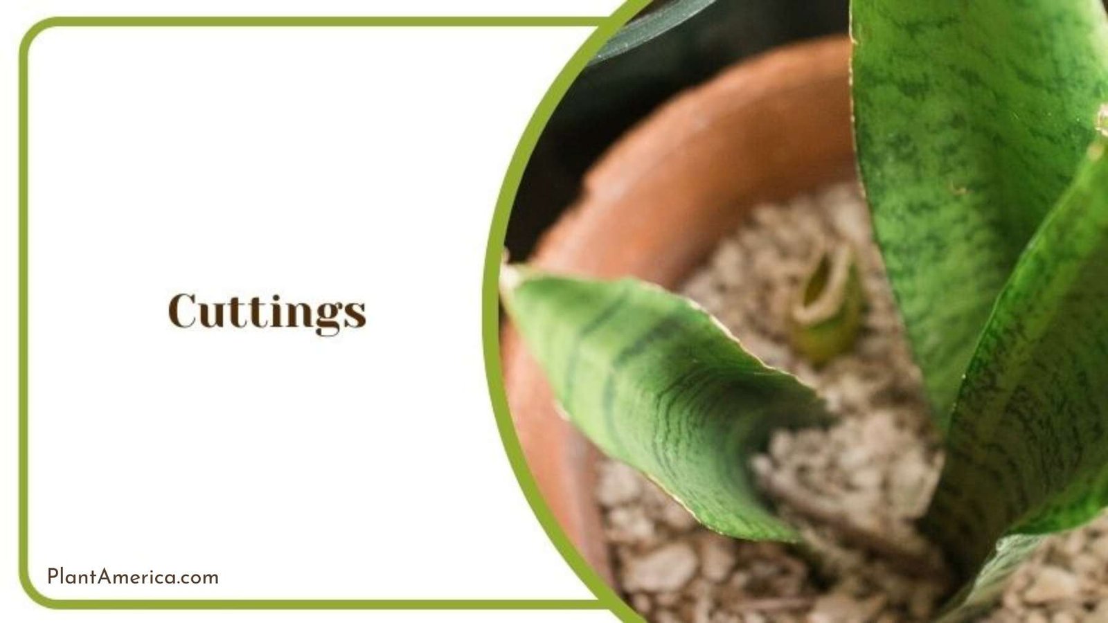 Cuttings Propagation of Dracaena Trifasciata Plant America Cuttings Propagation of Dracaena Trifasciata Plant America