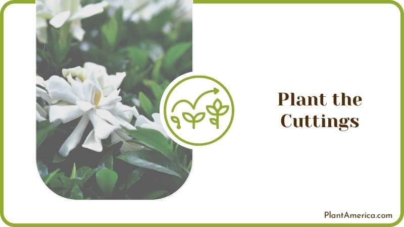 Cuttings of Gardenia Plants PlantAmerica