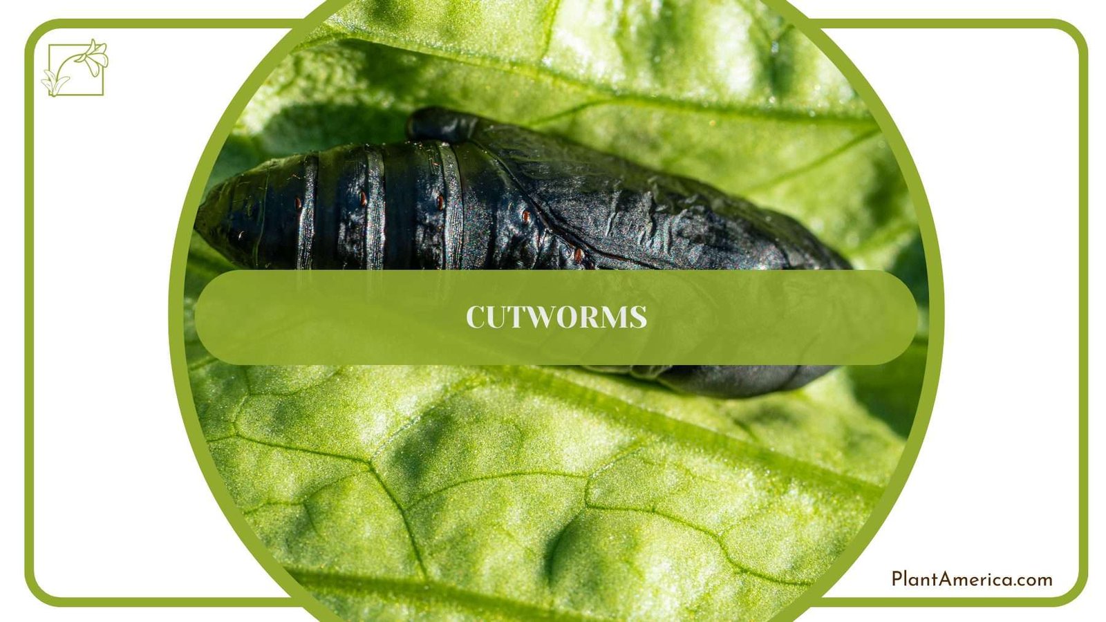 Cutworms PlantAmerica