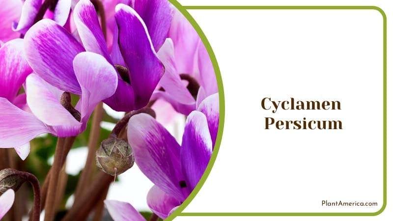 Cyclamen Known as Persian Cyclamen Plant America Cyclamen Known as Persian Cyclamen Plant America