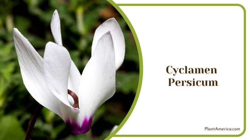 Cylamen Persicum in a Winter Spring Plant America