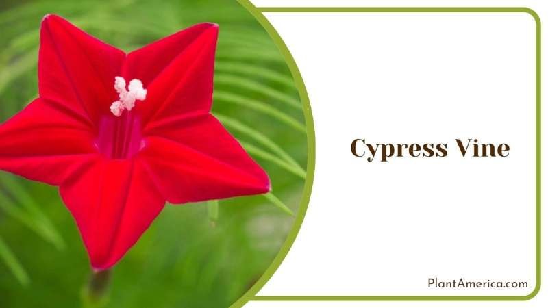 Cypress Red Vine Plant America Cypress Red Vine Plant America