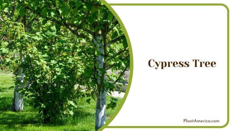 Cypress Tree Plant America