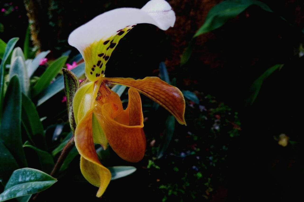 Cypripedioideae Ladys Slipper Orchids Plant America