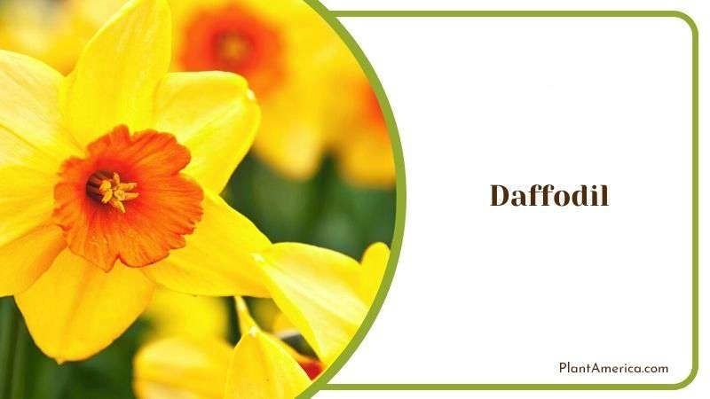 Daffodil Plant Maintenance PlantAmerica