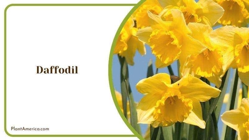 Daffodil PlantAmerica