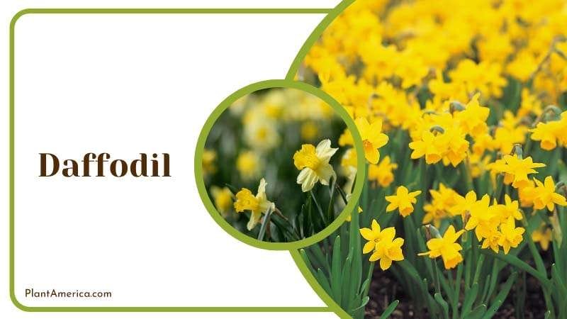 Daffodil bulbs are toxic to skunks PlantAmerica
