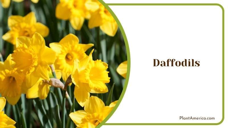 Daffodils Blossoms in Garden PlantAmerica