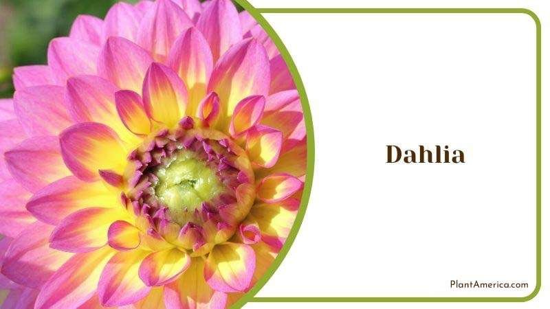 Dahlia Plant America 1 Dahlia Plant America 1