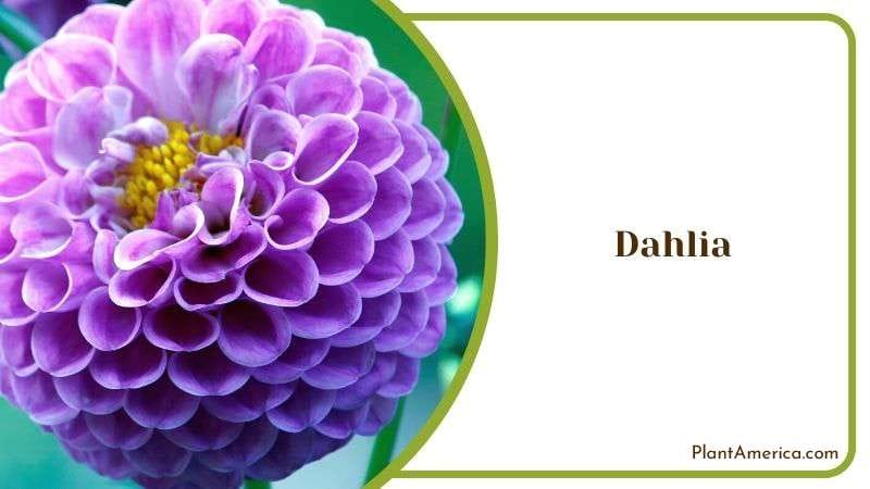 Dahlia Plant America Dahlia Plant America