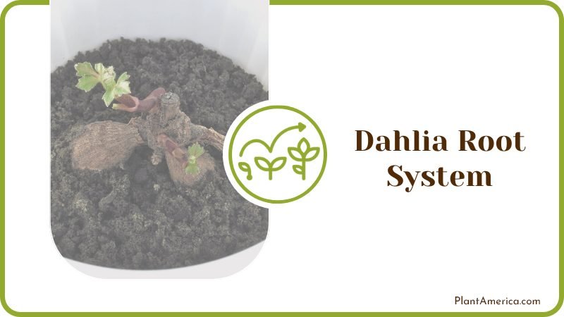 Dahlia root system PlantAmerica