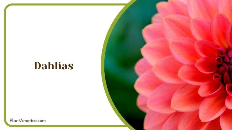 Dahlias A Garden Standout Plant America
