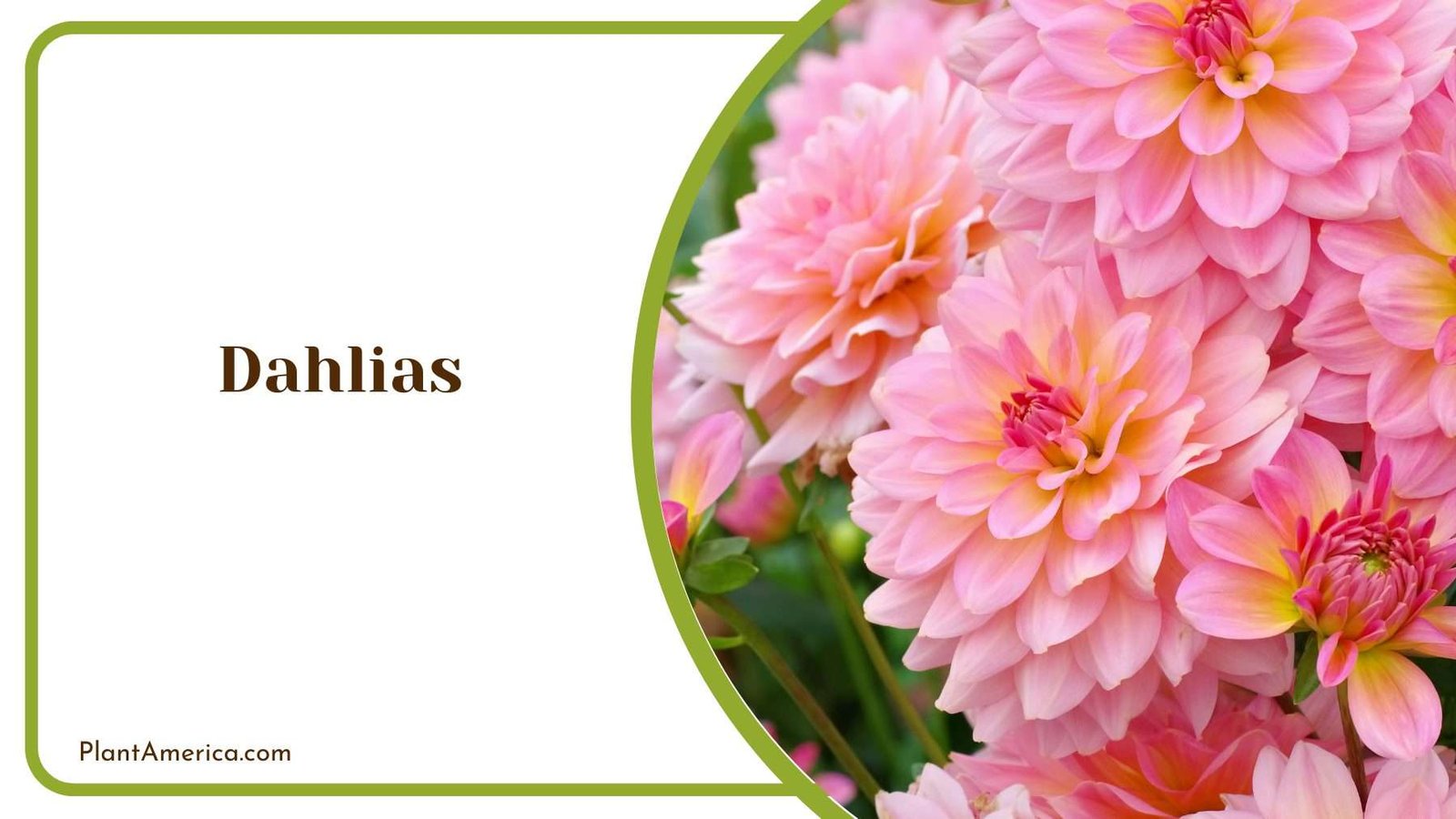 Dahlias Flower Blooms Plant America