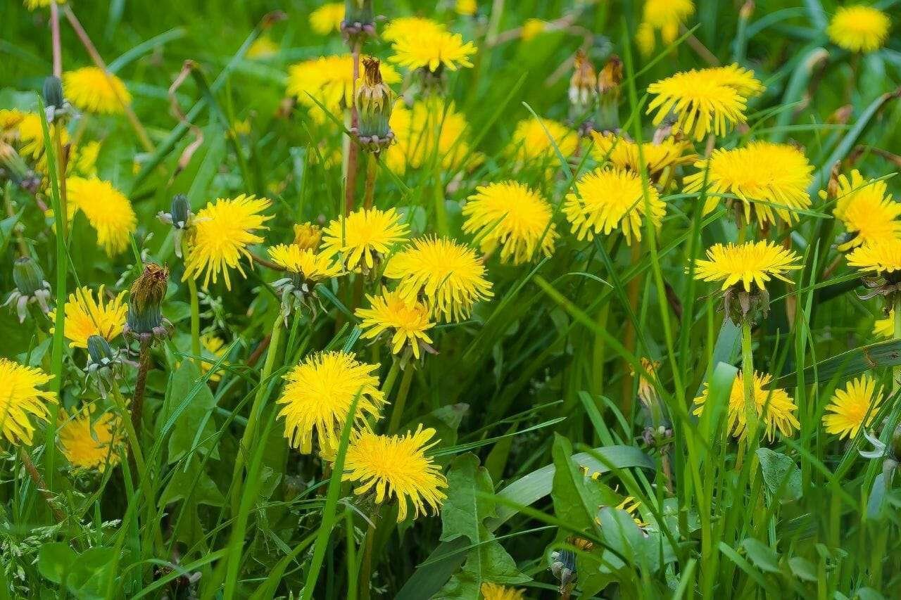 Dandelions Yellow Herb From Your Lawn Plant America