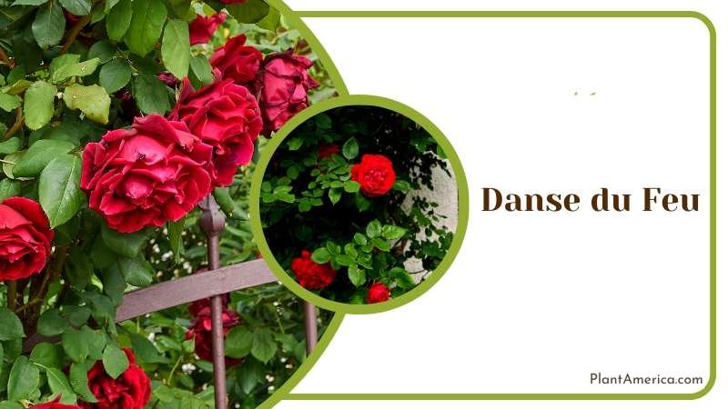 Danse du Feu Climbing Roses Plant America