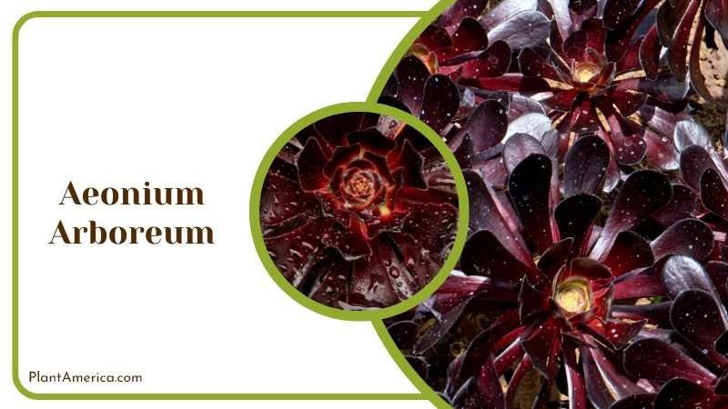 Dark Aeonium Arboreum Succulent Plant America Dark Aeonium Arboreum Succulent Plant America